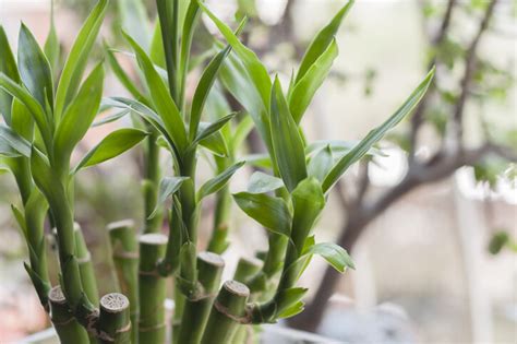 門口種樹風水|風水植物｜不只富貴竹！7款招財/招桃花植物推介+不 